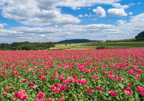    Poppy field in the Waldviertel region 